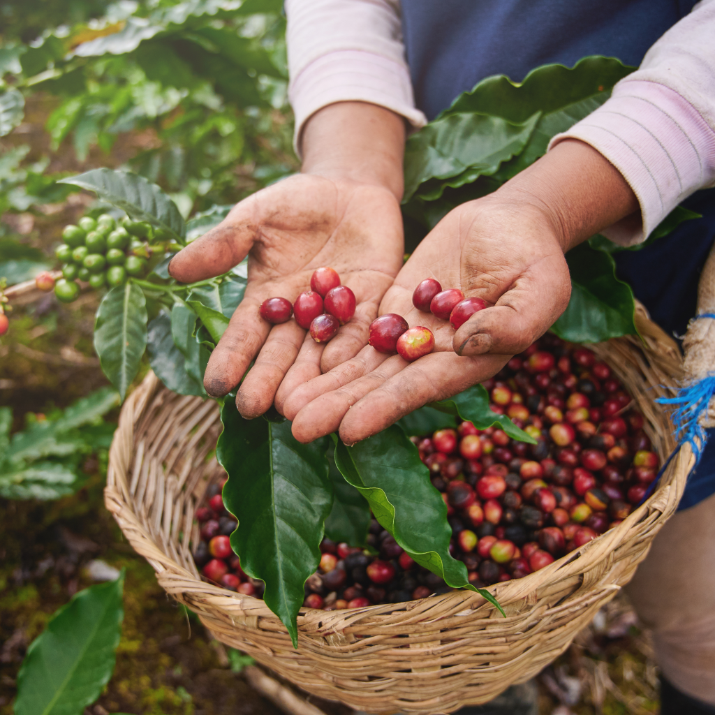 Why Ethiopian Coffee Stands Out? Exploring the Unique Flavors